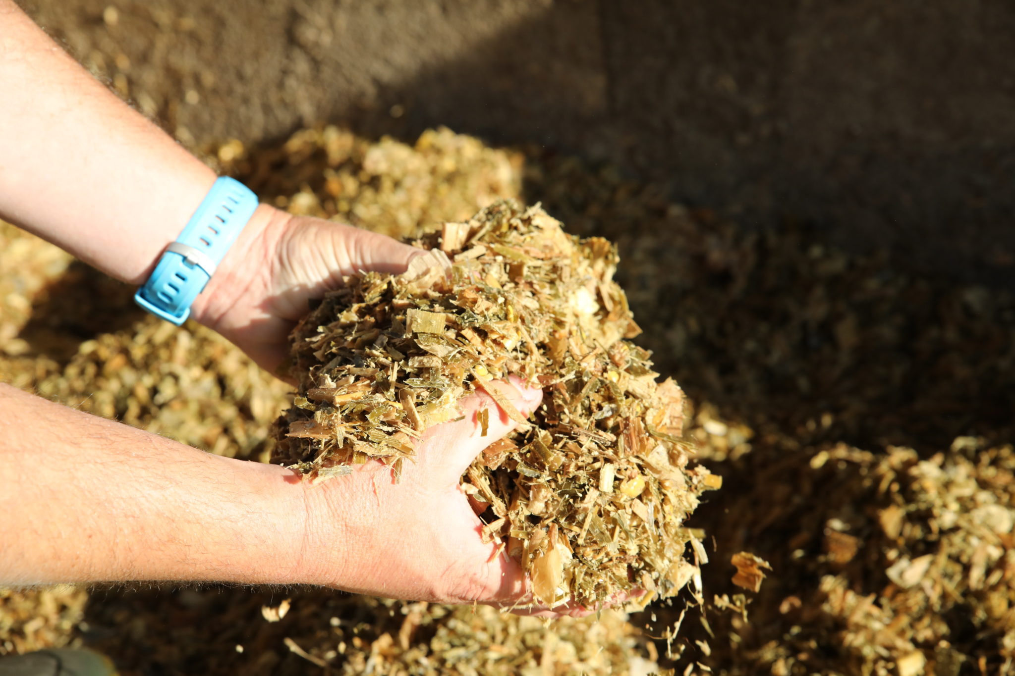 BTPL Valorisation du maïs fourrage dans la ration des vaches