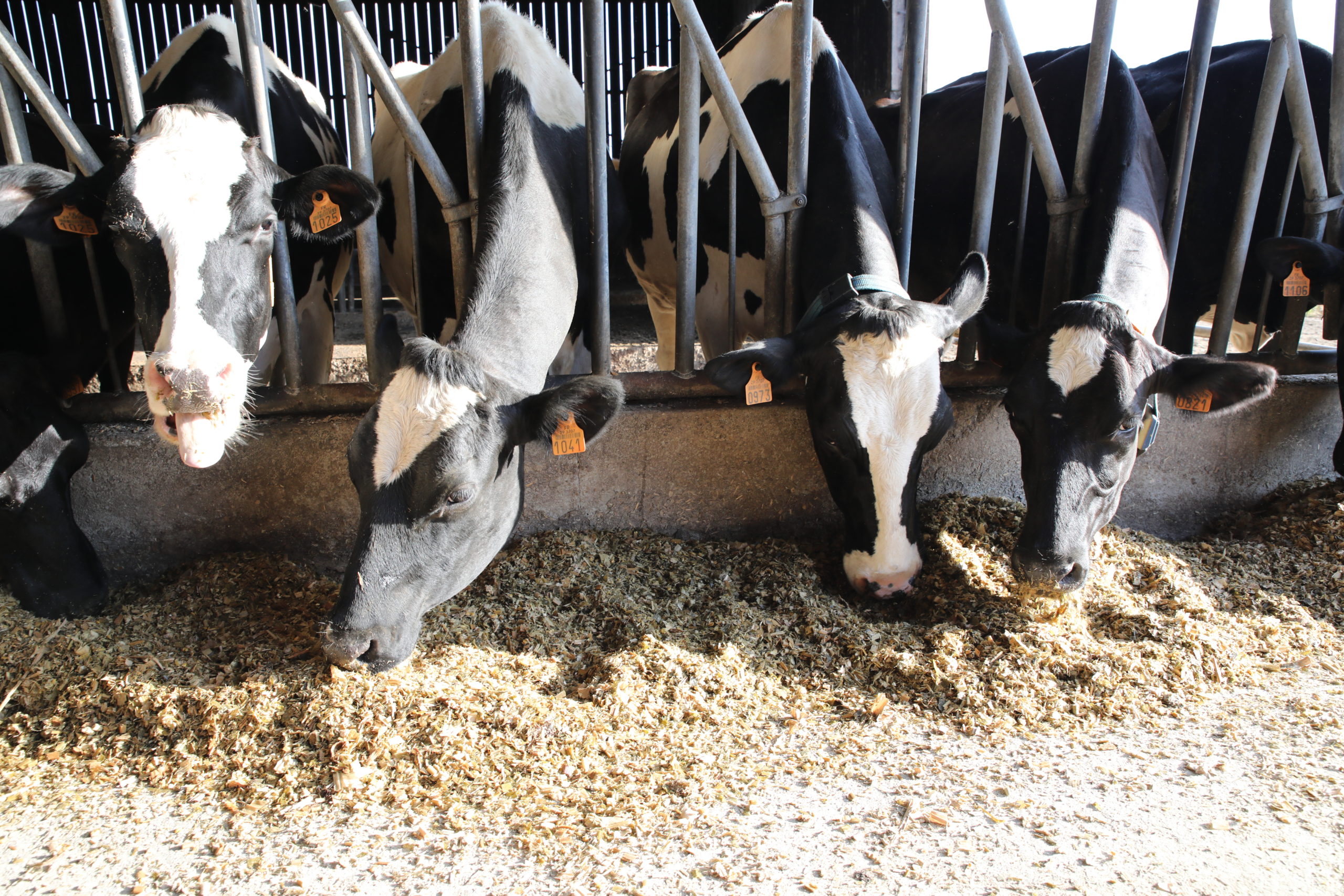 Lire la suite à propos de l’article Alimentation du troupeau laitier : des repères pratiques au positionnement stratégique de ses ressources
