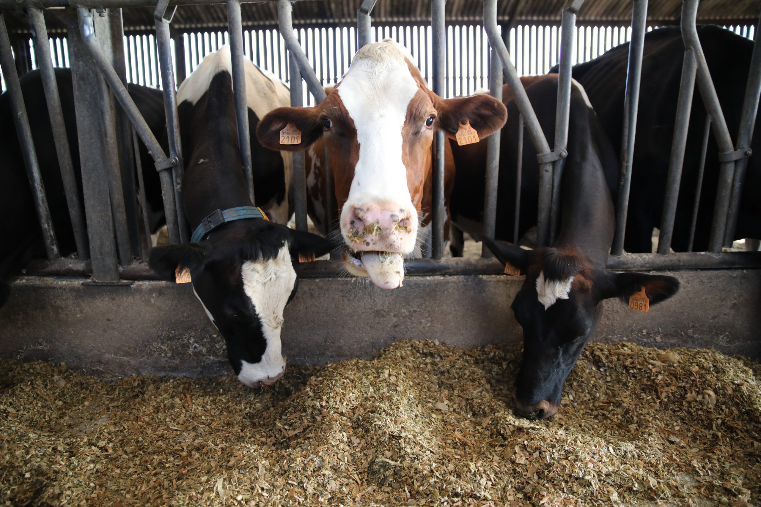 Lire la suite à propos de l’article Bâtiment laitier et bien-être animal