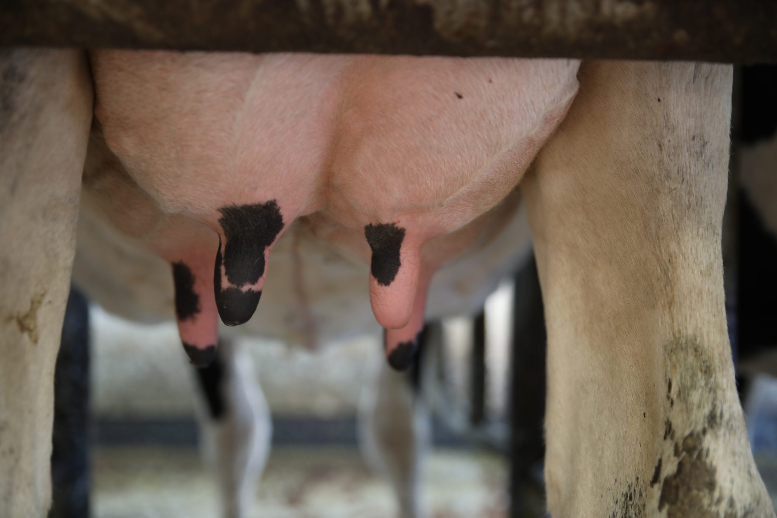 Lire la suite à propos de l’article Gestion sanitaire du troupeau laitier