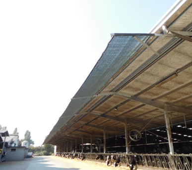 Lire la suite à propos de l’article Adapter les bâtiments d’élevage laitier aux conditions chaudes estivales