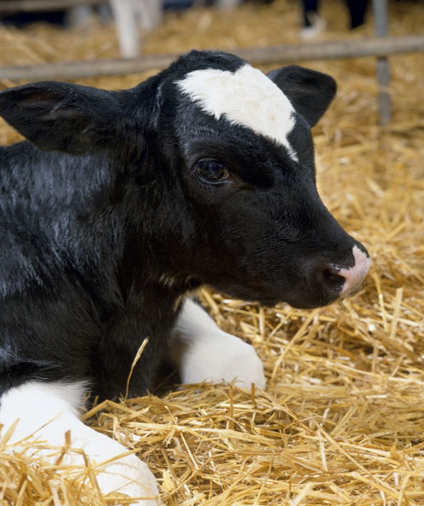 Lire la suite à propos de l’article Réussir l’élevage des génisses laitières jusqu’au sevrage pour réduire l’âge au 1er vêlage