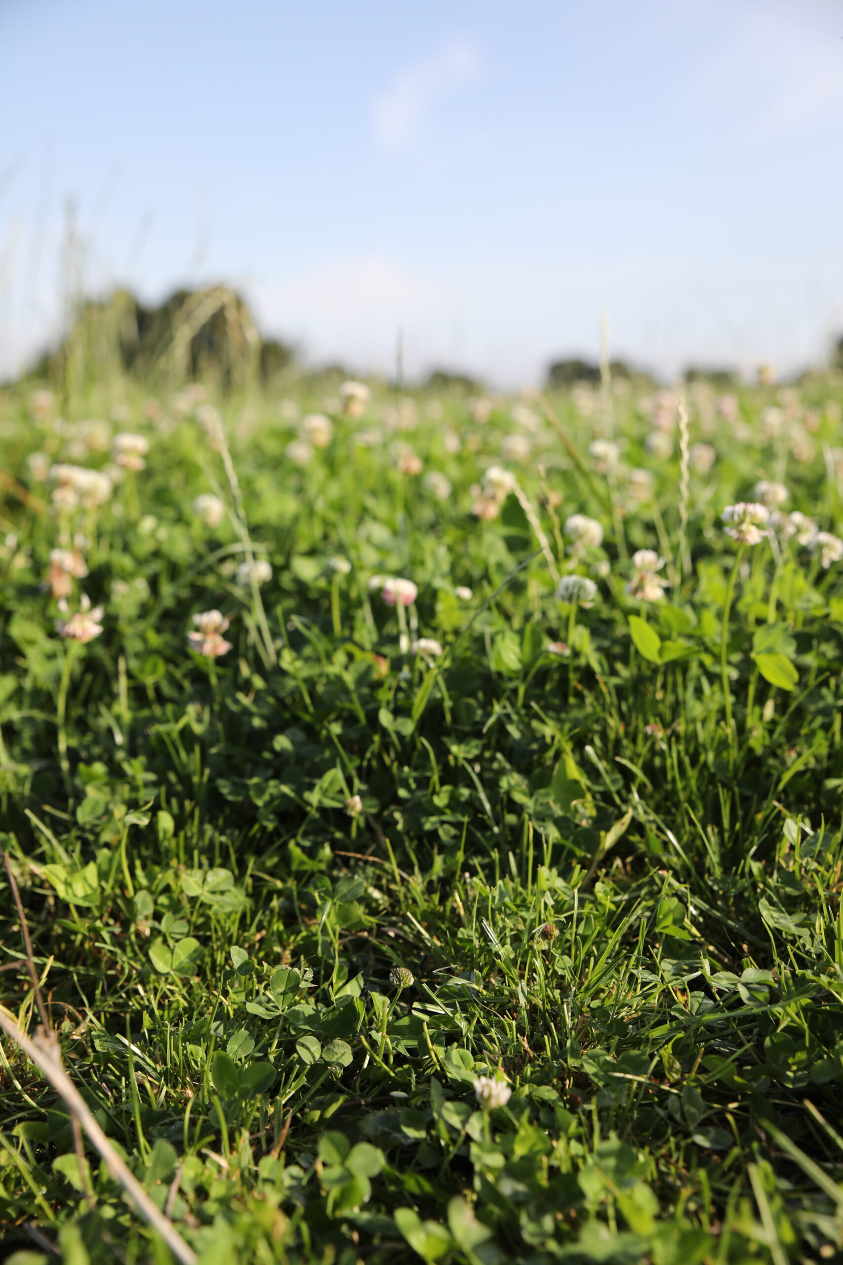 Lire la suite à propos de l’article La biodiversité dans les élevages laitiers : l’approche du BTPL