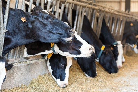 Lire la suite à propos de l’article Productivité laitière